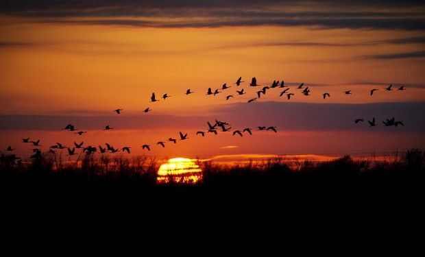 Cranes in January